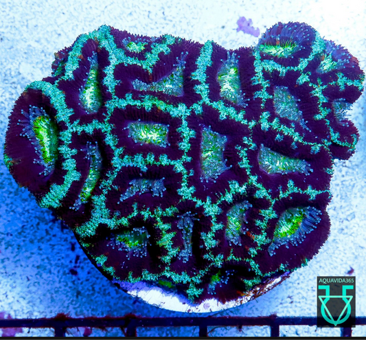 Green Acan