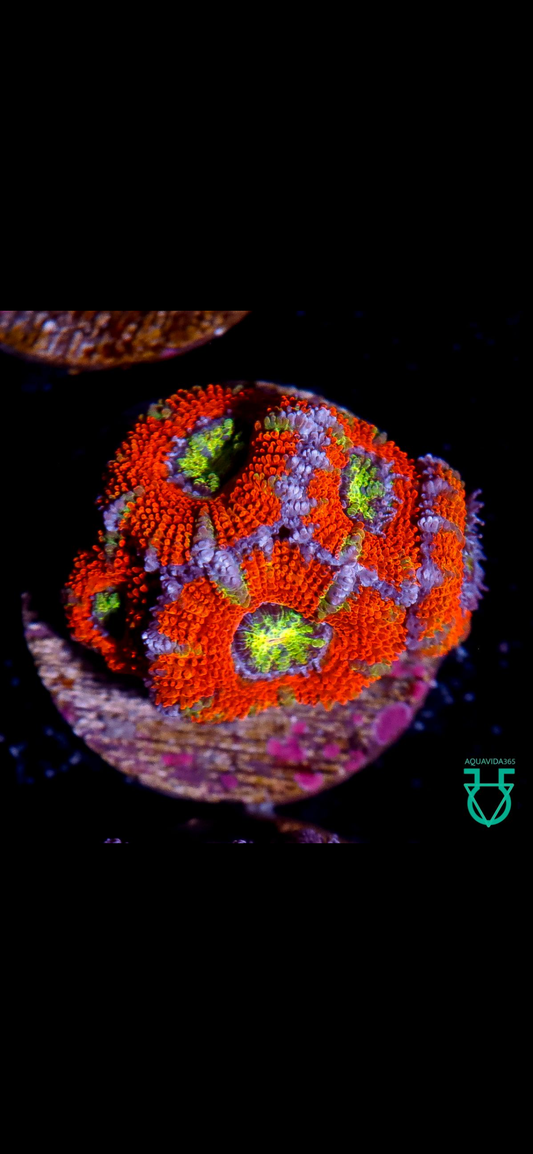 Rainbow Acan