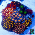 Zoa combo #11