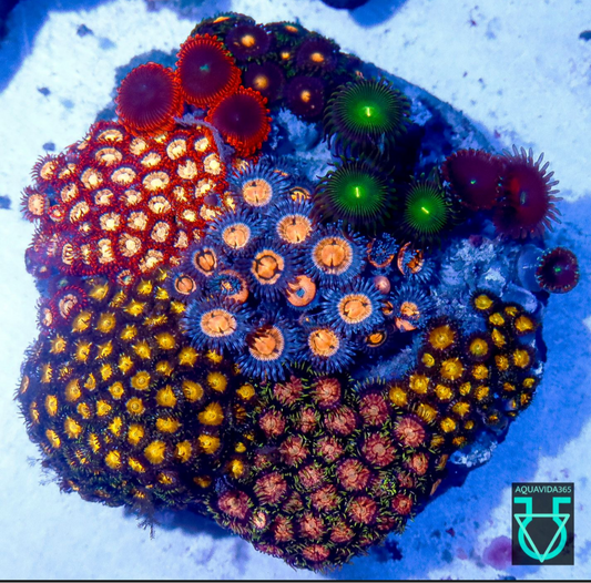 Zoa combo #11
