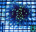 Green tip torch  WYSWYG