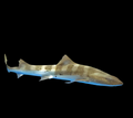 Leopard Shark Baby -Japan
