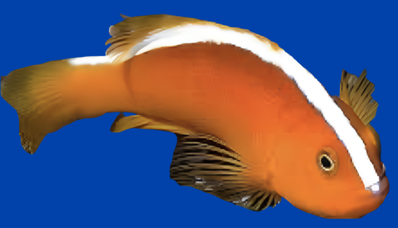 Orange Skunk Clown - Amphiprion sandaracinos