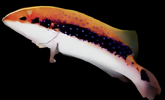 Louti (Skunk) Grouper - Variola louti