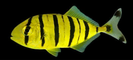 Pilotfish