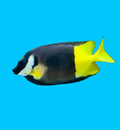 Fiji Foxface - Fiji