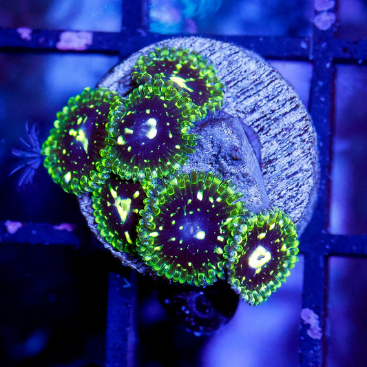 Exosphere zoanthids