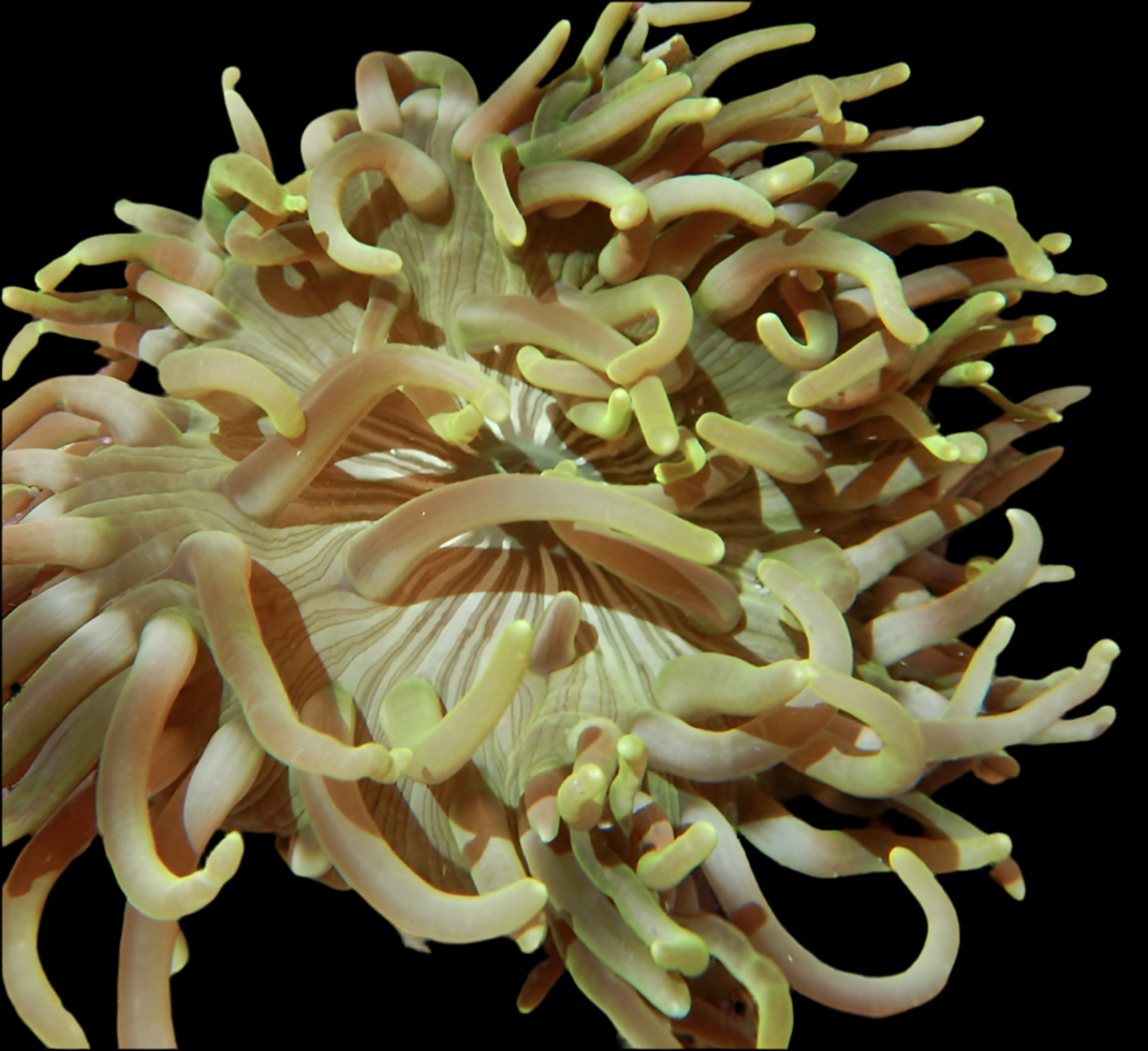 Long Tentacle Anemone; Colored - Macrodactyla doreensis