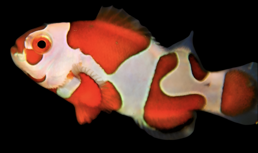 Orange Storm Ocellaris Clown; CB - Amphiprion ocellaris