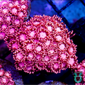Hot pink goniapora