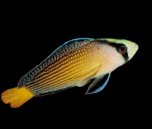 Splendid Pseudo - Tank Raised