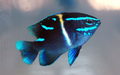 Neon Velvet Damsel ( flatworm predator )