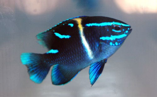 Neon Velvet Damsel ( flatworm predator )