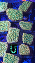 Kung pao Montipora