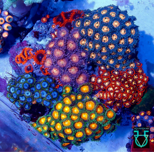 Zoa combo #14