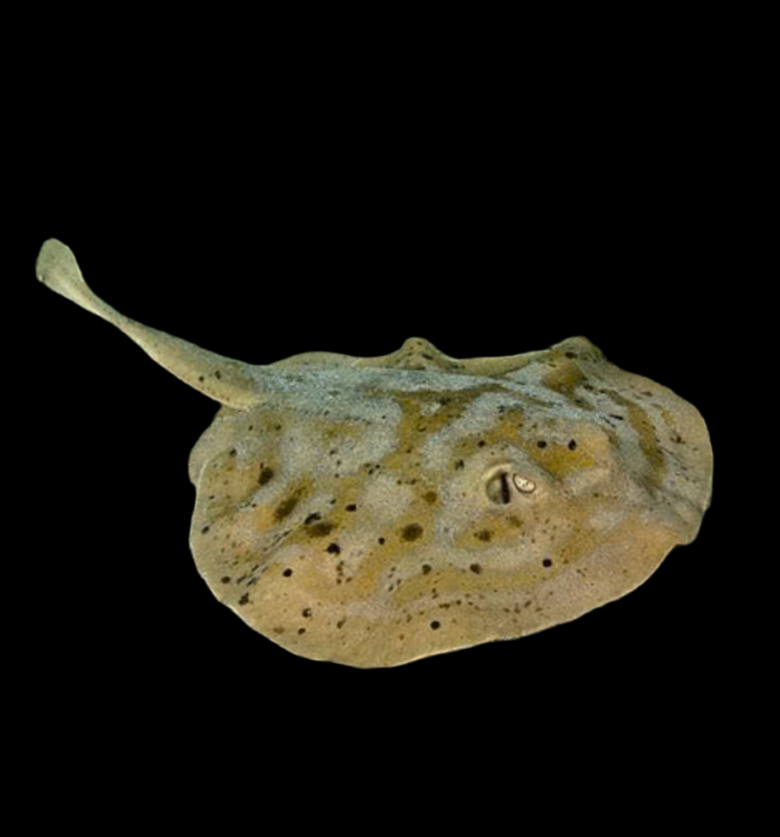 Cortez stingray
