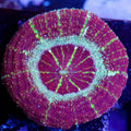 Chariot of fire acan maxima