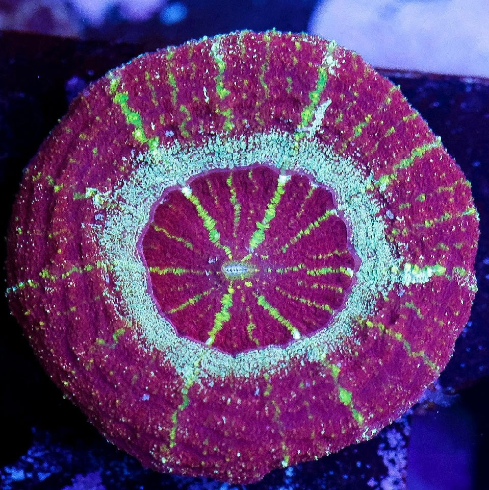 Chariot of fire acan maxima