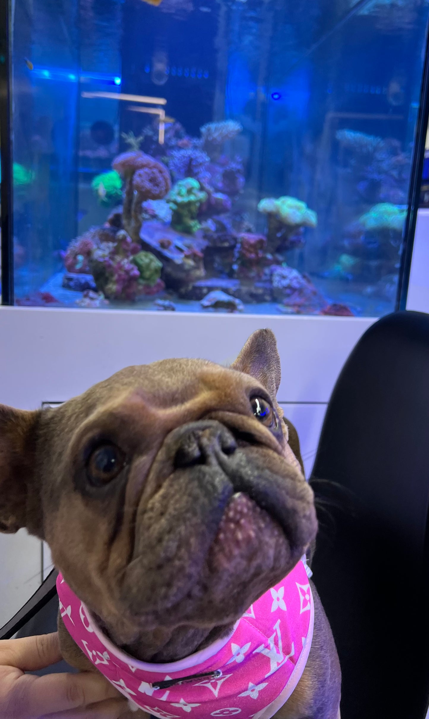 Aquarium & pond maintenance in Los Angeles California.