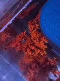 Atomic Broccoli algae