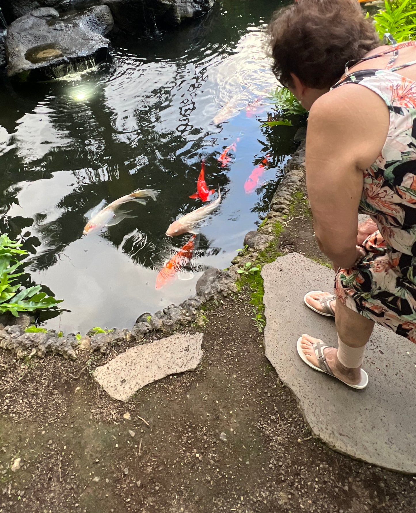 Aquarium & pond maintenance in Los Angeles California.