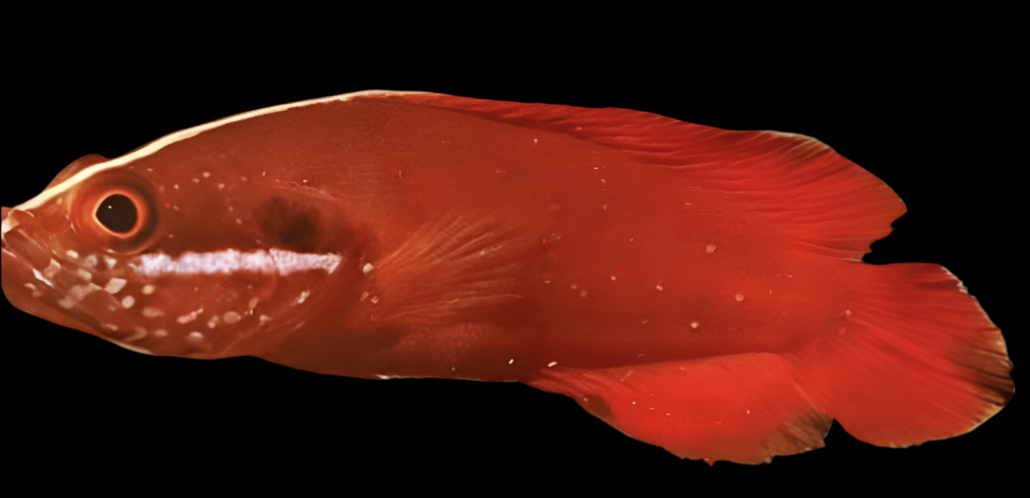 Red Soapfish - Suttonia lineata