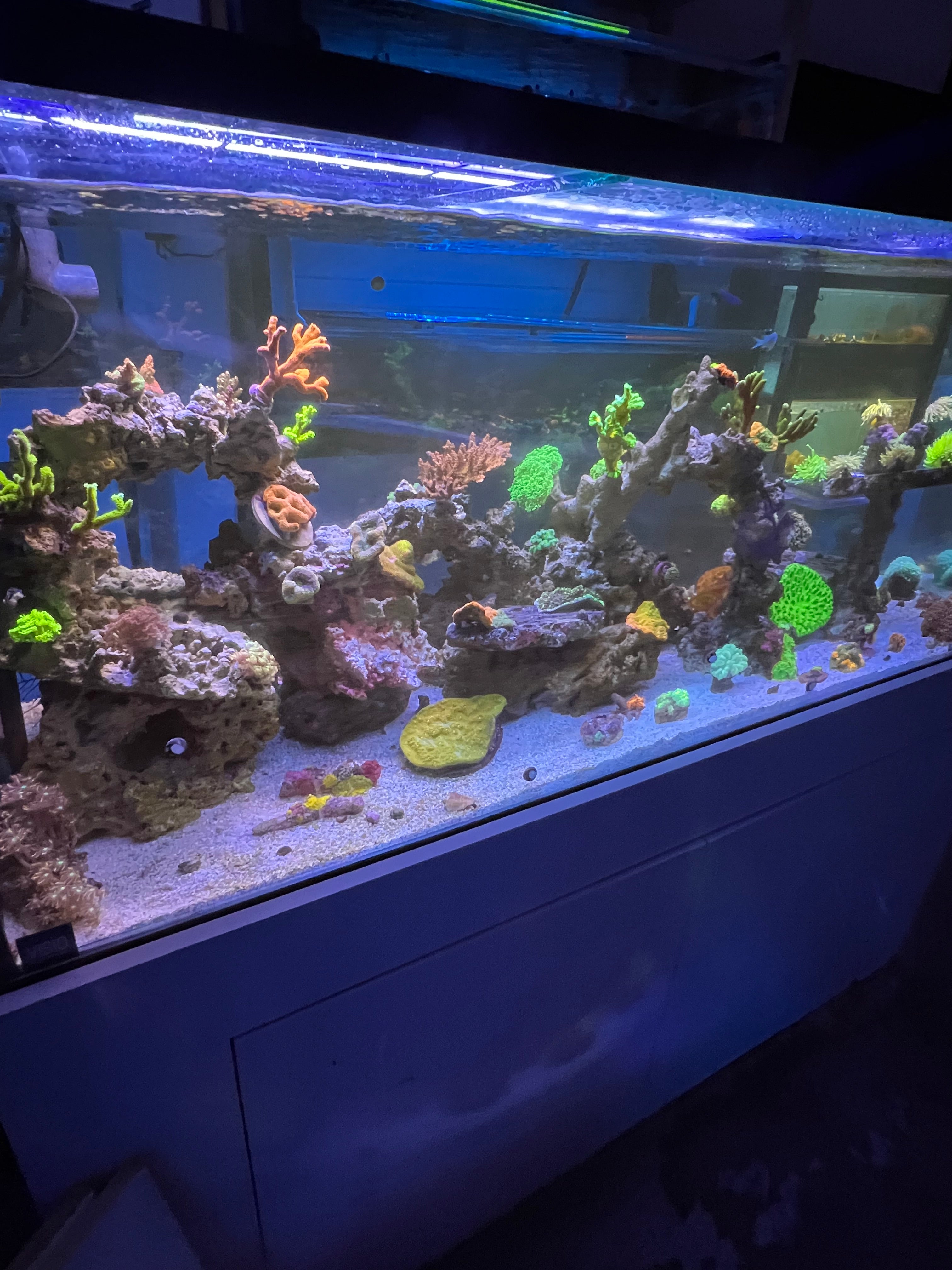 Aquarium & pond maintenance in Los Angeles California.
