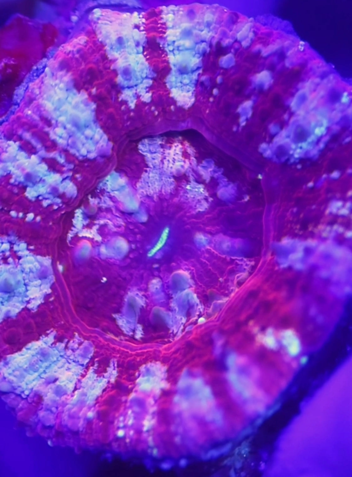 Acan maxima