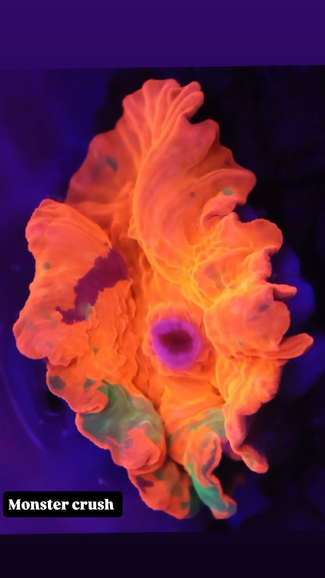 Monster Crush mushroom