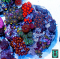 Zoa combo #5