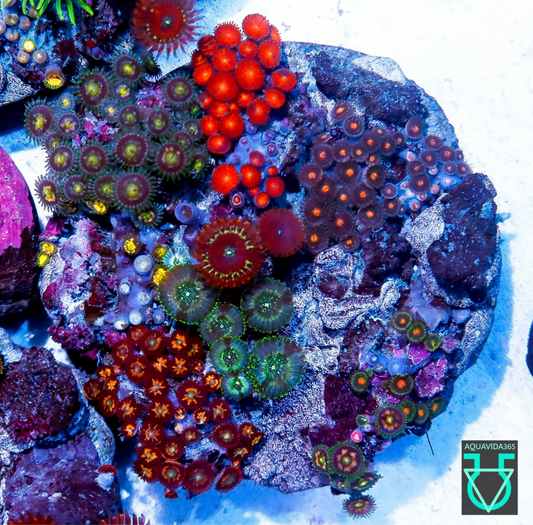 Zoa combo #5