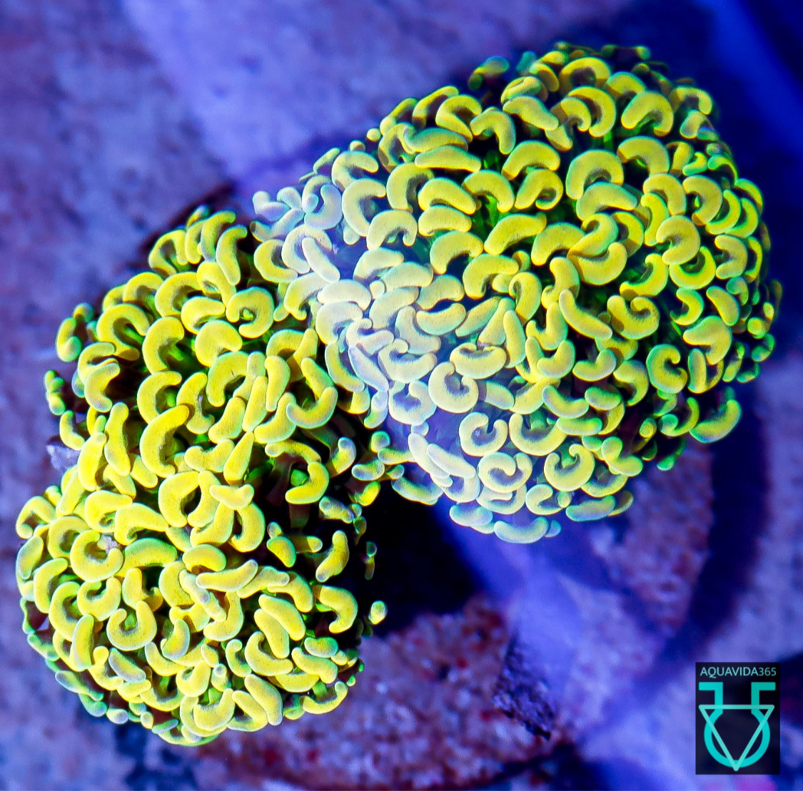 Yellow rainbow wall hammer