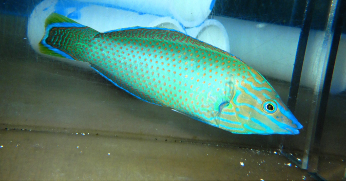 30 - GREY HEAD WRASSE