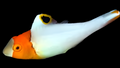 Bicolor Parrotfish