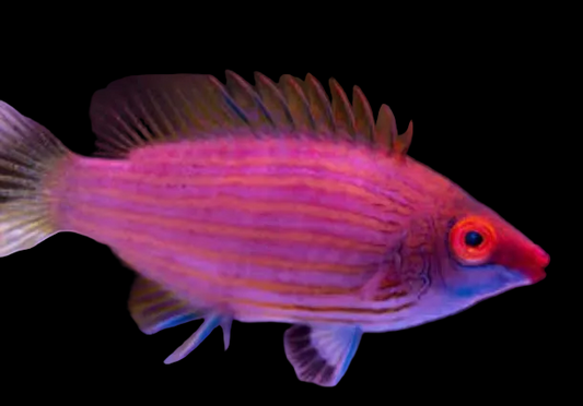 Pink Streak Wrasse