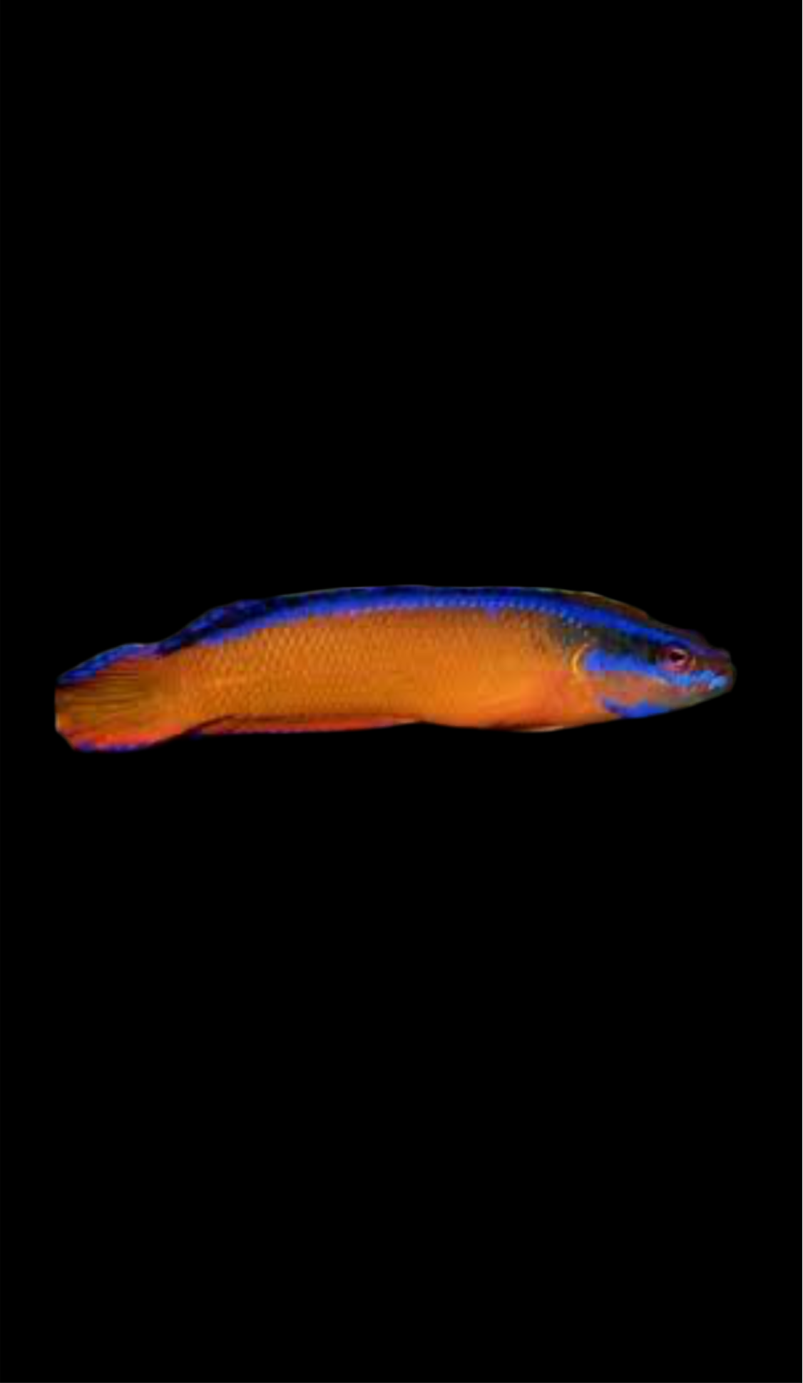 Aldabraensis (Neon) Pseudo - captive bred