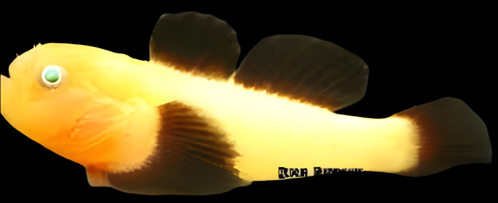 Panda Goby