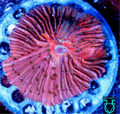 Fungia