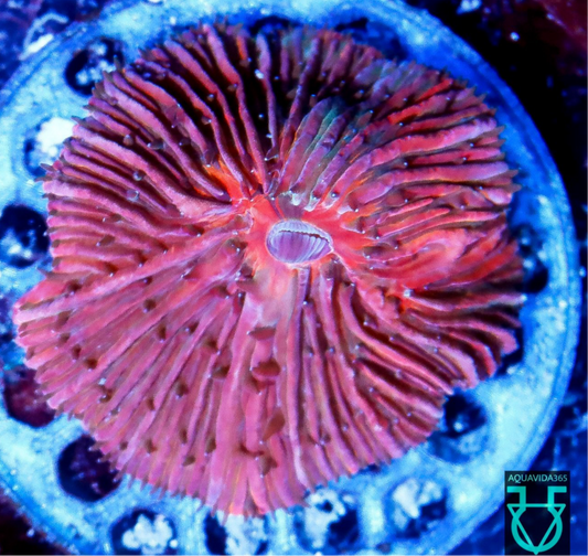 Fungia