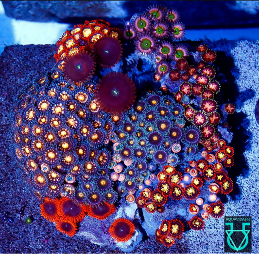 Zoa Combo #25