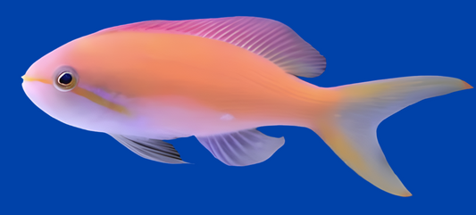 Carberry Anthias; Fem - Nemanthias carberryi