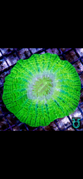 Green lantern Indophyllia