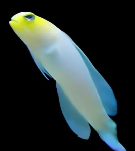 Pearly Jawfish (Atl)