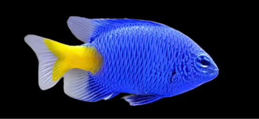 Yellowtail Blue Damsel