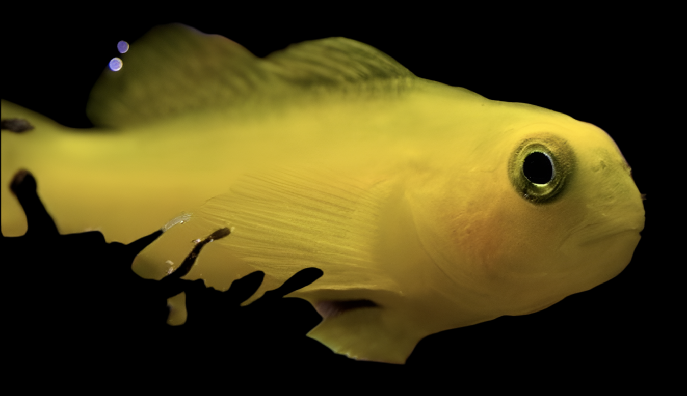 Yellow Clown Goby - Gobiodon okinawae