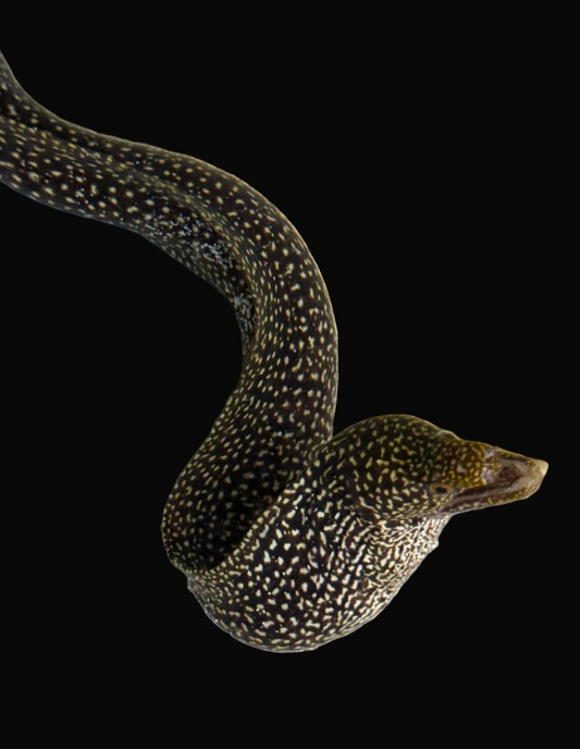White Spotted Eel (Japan )