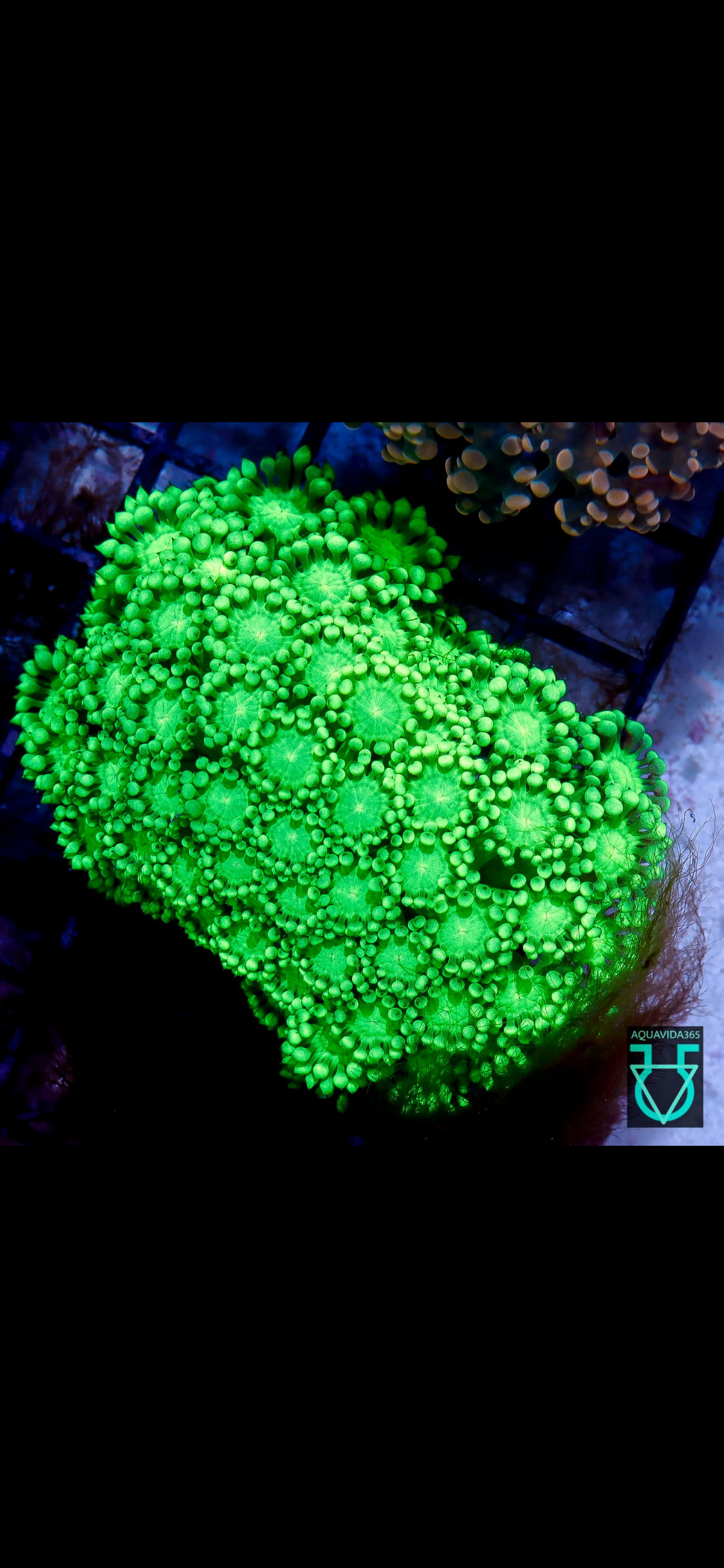 Kryptonite Alveopora