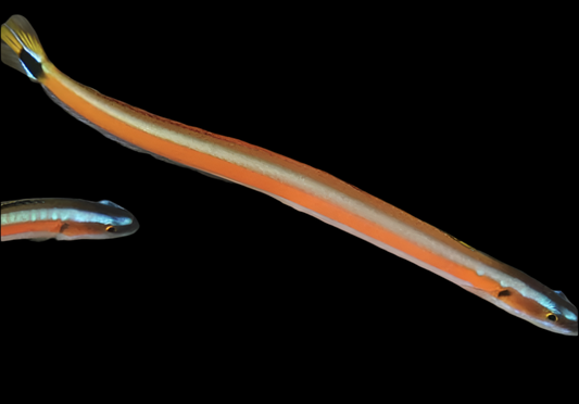 Red Striped Worm Goby - Gunnelichthys curiosus