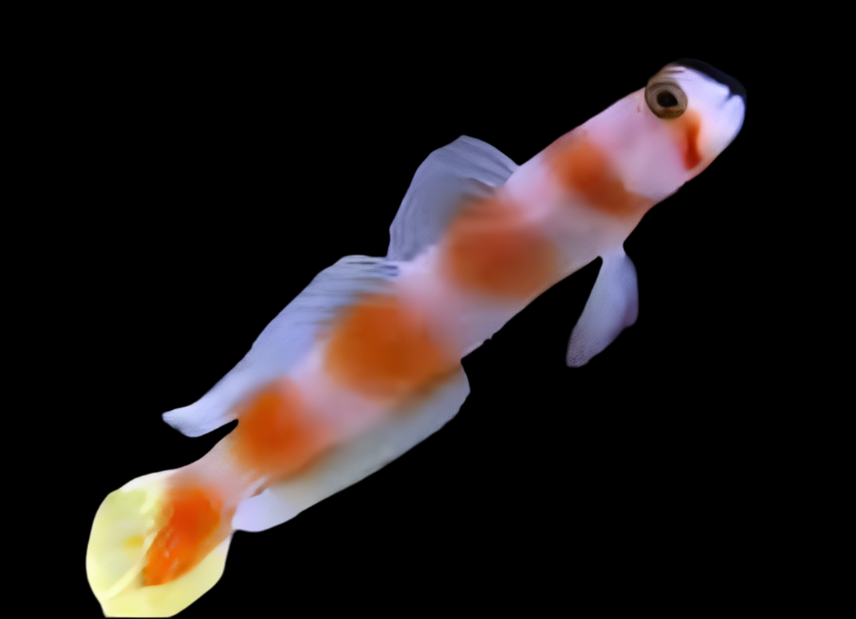 Orange Banded Prawn Goby