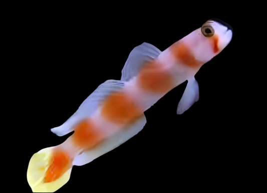 Orange Banded Prawn Goby